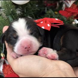 Darla - Tri-color female Bernese Mountain Dog puppy in Yuciapa, California from AlltheDoodlez_