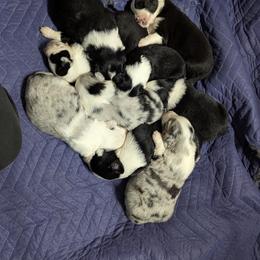 Australian Shepherd and Great Dane Puppies from AEW Farm