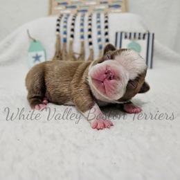 Pinto - Red male Boston Terrier puppy in Mulberry, Arkansas from White Valley Boston Terriers
