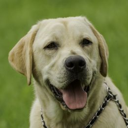 Lolo - Labrador Retriever