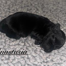 Anastasia - Black female Havapoo puppy in Traverse City, Michigan from Riyem Wildflower Farms