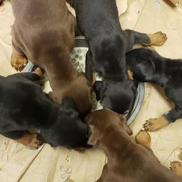Doberman Pinscher Puppies from Knights Squire Dobermans