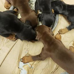 Doberman Pinscher Puppies from Knights Squire Dobermans