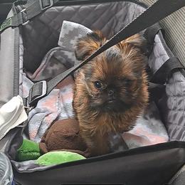 Brussels Griffon Puppies from Brussels and Broodle's and Shiffon's oh my
