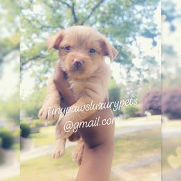 Biewer Terrier, Poodle, and Yorkshire Terrier Puppies from Tiny Paws Luxury Pets