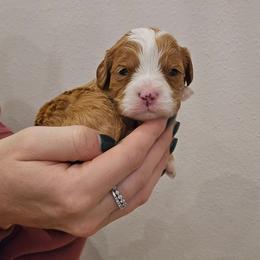 Arrow - Red male Cavapoo puppy in Fordland, Missouri from K&K's Puppy Kingdom