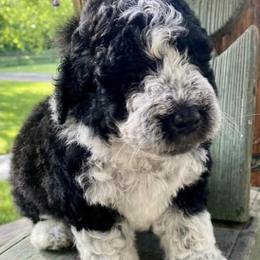 Bernedoodles, Double Doodles, and Goldendoodles from Down on the farm Doodles