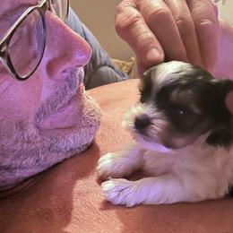 Biewer Terrier Puppies from Rebecca Urban