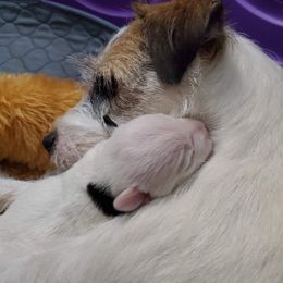 Parson Russell Terrier Puppies from Parhelion Parsons