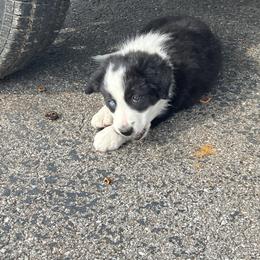 Border Collie Puppies from Roaring River Border Collies