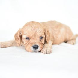 Tucker - Red male Cavapoo puppy in Lawton, Oklahoma from Lindsey’s Cavies