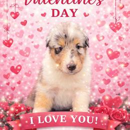 Amy - Blue merle white and tan female Collie puppy in Carencro, Louisiana from Cajun Bayou's Collies LLC