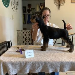 Airedale Terrier Puppies from Topline Airedale Terriers