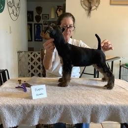 Airedale Terrier Puppies from Topline Airedale Terriers