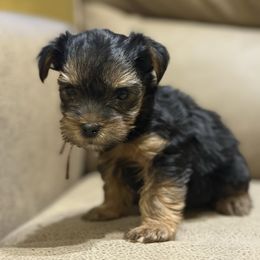 Girl 1 - Black and tan female Yorkshire Terrier puppy in Delta, Colorado from SATA Kennels