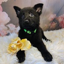 Green - Black male German Shepherd puppy in Holden, Missouri from Shiloh's Shepherds & Ridgebacks