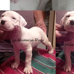 Dogo Argentino Puppies from La Historia Dogo