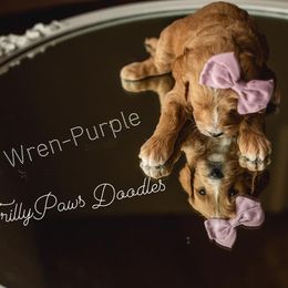 Goldendoodle Puppies from FrillyPaws Doodles