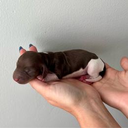 Kinder - Piebald female Dachshund puppy in Shelley, Idaho from Journey’s End Dachshunds