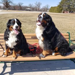 Bernese Mountain Dogs from Shady Oaks Bernese