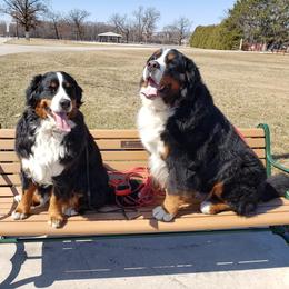 Bernese Mountain Dogs from Shady Oaks Bernese
