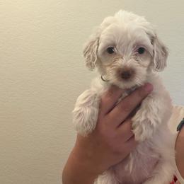 Giant - Caramel ice female Australian Labradoodle puppy in Denton, Texas from Liberty Hill Labradoodles