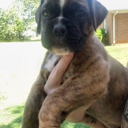 Boxer Puppies from SmashBox Kennel