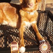 Nova Scotia Duck Tolling Retrievers and Swedish Vallhunds from Firefly Farms