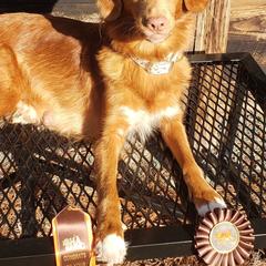 Nova Scotia Duck Tolling Retrievers and Swedish Vallhunds from Firefly Farms