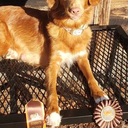 Nova Scotia Duck Tolling Retrievers and Swedish Vallhunds from Firefly Farms