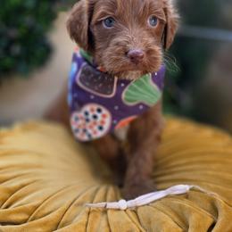 Patter - Red  male Goldendoodle puppy in Decatur, Tennessee from Diamond's Doodles
