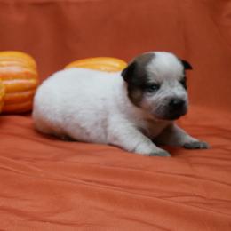 B3 - Red mottled male Australian Cattle Dog puppy in Buffalo Valley, Tennessee from Buffalo Valley Breeders