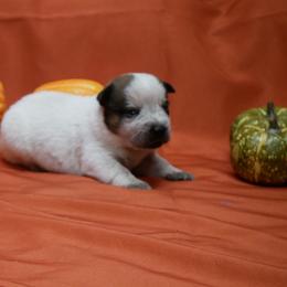 B3 - Red mottled male Australian Cattle Dog puppy in Buffalo Valley, Tennessee from Buffalo Valley Breeders