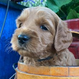 Australian Labradoodles from Aspen Grove Labradoodles