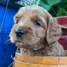 Australian Labradoodles from Aspen Grove Labradoodles