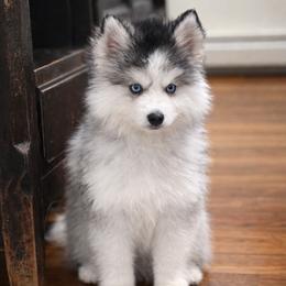 Boy 2 - Gray and white male Pomsky puppy in Bolton, Connecticut from Elle Pomsky
