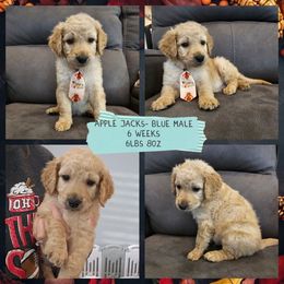 Apple Jacks - Red  male Goldendoodle puppy in Zanesville, Ohio from Oodles of Doodles & Poos
