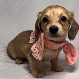 Sunny - Dapple female Dachshund puppy in Lake Wales, Florida from Kirchberg Mini Farm