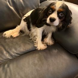 Jasmine - Cavalier King Charles Spaniel