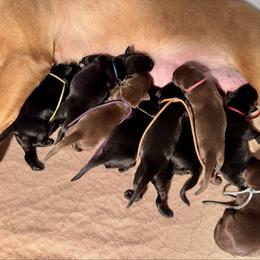 Boy 1 - Black male Labrador Retriever puppy in Winchester, Kentucky from Bourbon Country Retrievers