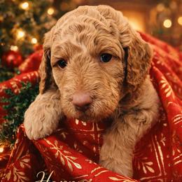 Grace - Mini - Apricot female Goldendoodle puppy in Lancaster, California from Kid's Best Doodle