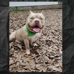 Winnie Bear - Lilac American Bully puppy in Elberta, Alabama from Laser Elite Bully Creations