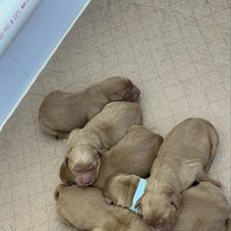 Girl 2 - Dark golden female Golden Retriever puppy in Denton, Maryland from Golden Horse Farm