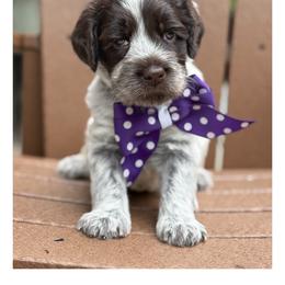 Miss Purple - Chocolate female Australian Labradoodle puppy in Wake Forest, North Carolina from Lucky Country Labradoodles
