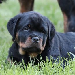 Rottweilers from Rottweilers Vom Hause Schnieber