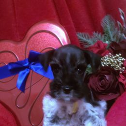 Miniature Schnauzer Puppies from Mountain View Schnauzers