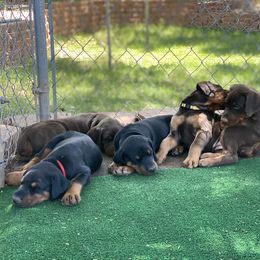 Doberman Pinscher Puppies from European Dobermans