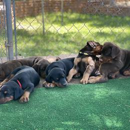Doberman Pinscher Puppies from European Dobermans