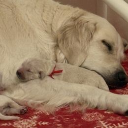 Boy 1 - Light golden male Golden Retriever puppy in East Hartford, Connecticut from Cherry Hollow Goldens