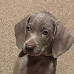 Weimaraner Puppies from Alchemy Weimaraners